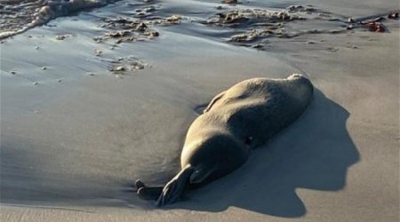 Xəzər dənizi sahilində 112 ölü suiti tapıldı - VİDEO