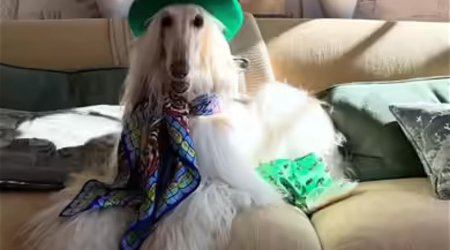 Yeni stil ikonasına çevrilən “Samanta” adlı əfqan tazısı – FOTO