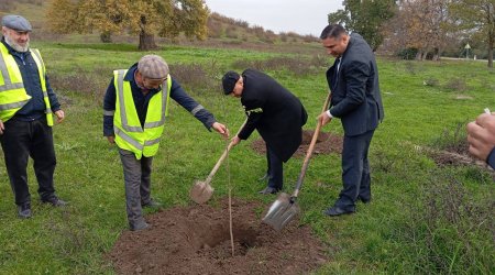 Qusarda genişmiqyaslı ağacəkmə aksiyası keçirildi - FOTO