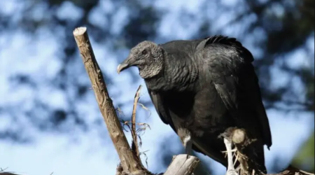 Xaçmazda Qırmızı kitaba daxil edilmiş quş AŞKARLANDI