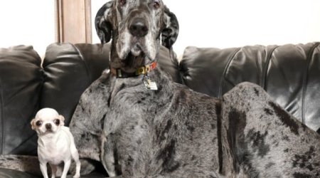 Dünyanın ən hündür və ən alçaq iti bir arada - VİDEO