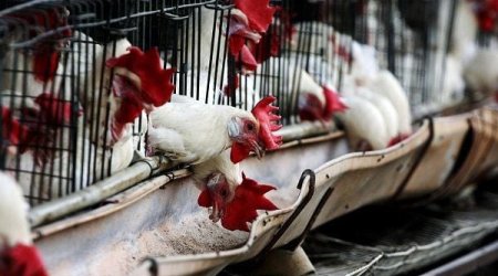 Ev quşları bahalaşdı - VİDEO