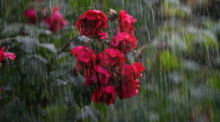 Sabah hava necə olacaq? – PROQNOZ