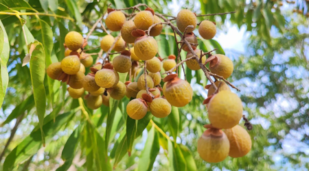 Həm meyvədir, həm yuyucu vasitə