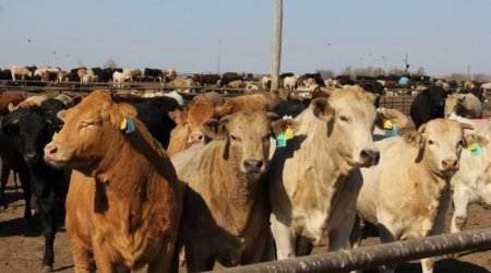 Heyvanlar arasında yayılan dabaq infeksiyası ilə bağlı SON VƏZİYYƏT – RƏSMİ