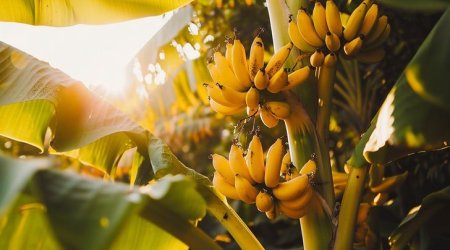 Hansı banan daha FAYDALIDIR?