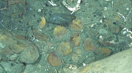 200 ton qızılla batan gəmidəki xəzinələr çıxarılmağa başlayıb - Foto