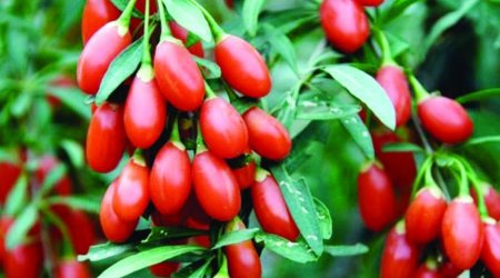 Bu giləmeyvə cavanlaşdırır, əhvalı yüksəldir