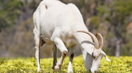 Niyə bazar və ət dükanlarında keçi əti satılmır? - Ekspert