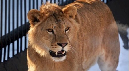 Zooparkda şir gənci parçaladı – ANBAAN VİDEO