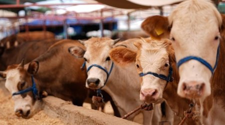 “Mal bazarları”nın fəaliyyəti nə vaxt bərpa olunacaq? – RƏSMİ AÇIQLAMA