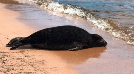 Xəzərin sahilində suiti cəsədləri AŞKARLANDI - VİDEO