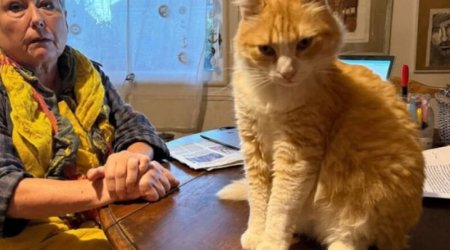 Qonşular arasında mübahisə düşdü - Pişik HƏBS EDİLDİ