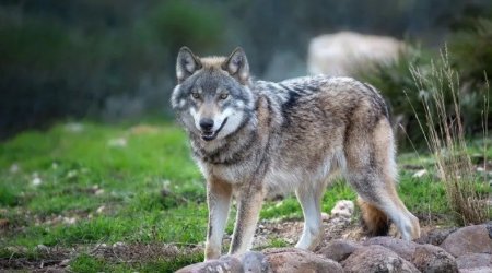 Ucarda canavarlar kəndə HÜCUM ETDİ