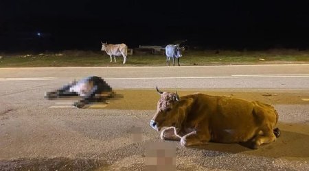 Heyvanların vurduğu zərəri sahibi ödəməlidir? – Hüquqi İZAH