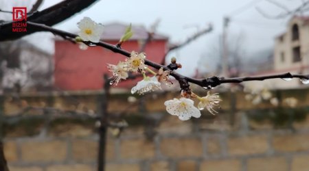 Bar vermədiyinə görə kəsmək istədiyi ağac 10 il sonra məhsul verdi – FOTO/VİDEO