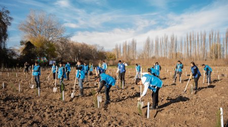 IDEA Sabirabad və Cəlilabadda kütləvi ağacəkmə aksiyaları təşkil etdi – FOTO