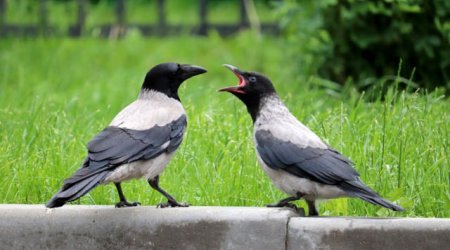 Bakıda qarğalar və sərçələr niyə YOXA ÇIXIB?
