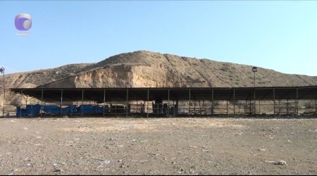 Tovuzda heyvan bazarı nə vaxt açılacaq? — VİDEO