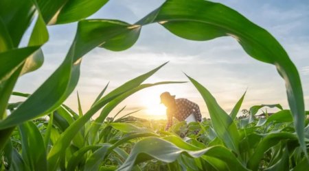Dünyada yalnız bir ölkə özünü ərzaqla tam təmin edir