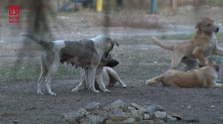 Ucarda sahibsiz itlər 61 yaşlı kişiyə hücum etdi &ndash; FOTO/VİDEO