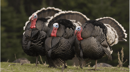 Bayramqabağı hinduşka ətinin qiymətində artım gözlənilir?