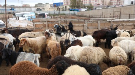 Salyan və Göygöldə heyvan bazarları fəaliyyətə başladı- FOTO