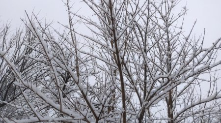 Şimal-Qərb rayonları ağ örpəyə büründü - FOTO/VİDEO