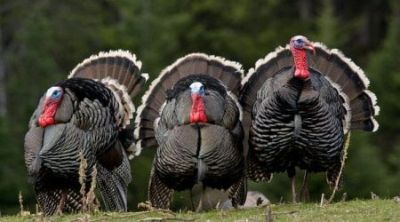 Bazarlarda &ldquo;hinduşka&rdquo;nın qiyməti neçəyədir? &ndash; VİDEO