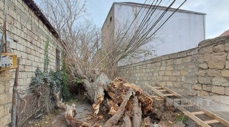 Bakıda güclü külək ağacı elektrik xəttinin üzərinə aşırdı &ndash; FOTO/VİDEO