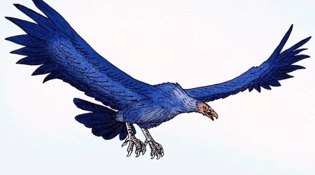 Təyyarə boyda quş olub?