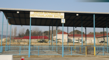 Şamaxı və Göyçay heyvan satışı bazarları açıldı &ndash; FOTO