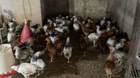 İsmayıllıda qanunsuz fəaliyyət göstərən quş kəsimi sexi AŞKARLANDI - FOTO