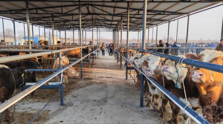 Ağcabədidə heyvan satışı bazarı fəaliyyətə başladı - FOTO