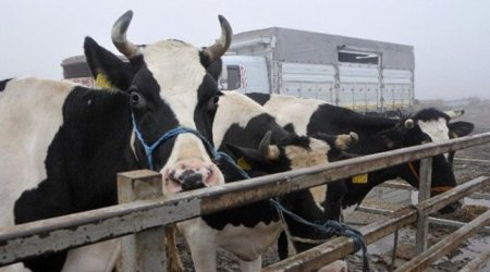 Azərbaycan bu ölkədən 714 inək aldı - Biri 8658 AZN