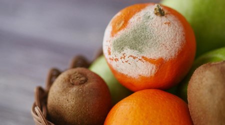 Meyvə-tərəvəz niyə tez xarab olur? - Mətbəxdə edilən ən yayğın səhv