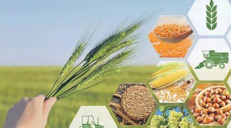 Ötən il kənd təsərrüfatı məhsullarının ixracı dəyər ifadəsində 18,5 faiz ARTDI