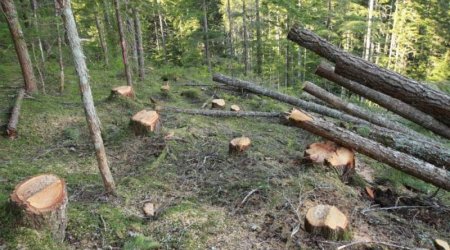 Təbiətə bir həftədə 129 min manatlıq ZİYAN VURULDU