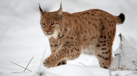 Xocavənddə vəhşi heyvan TƏHLÜKƏSİ - Kənd sakinləri qorxu içində - FOTO