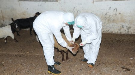 Heyvanlar yenidən peyvəndlənməyə başlanıb – Yeni xəstəlik yayılıb?