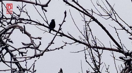 Şaxtalı hava əkin sahələrində məhsuldarlığa necə təsir edəcək? &ndash; FOTO