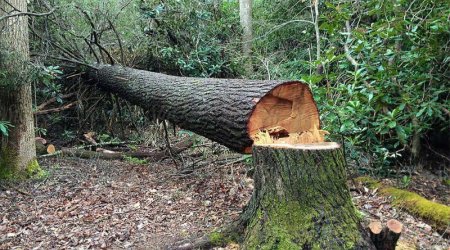 Bakıda yaşıllıqlara 25 min manatdan çox ZİYAN DƏYİB