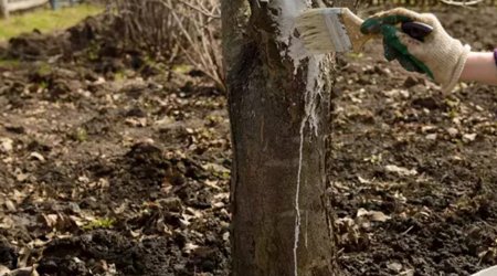 Marta qədər kim çatdırıb edə bilsə, bəxti gətirdi &mdash; Bəhrəsini yayda görəcək