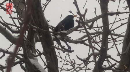 Bu bölgədə temperatur mənfi 6 dərəcəyə endi &ndash; FOTO/VİDEO