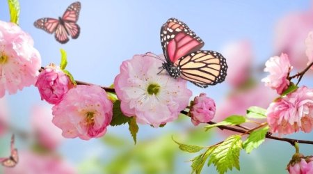 Azərbaycana yaz fəsli BU TARİXDƏ daxil olacaq &ndash; Saat AÇIQLANDI