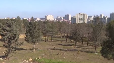 Yasamaldakı meşəlikdə bina tikiləcək? &ndash; VİDEO