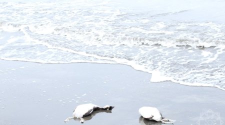 Xəzərin sahilində minlərlə ölü quş tapıldı &ndash; FOTO/VİDEO