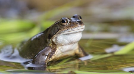 Ötən il Azərbaycan 23 ton qurbağa əti satıb - RƏSMİ