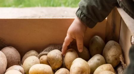 Bu kartofları yeməyin - Xəstəxanalıq olarsınız