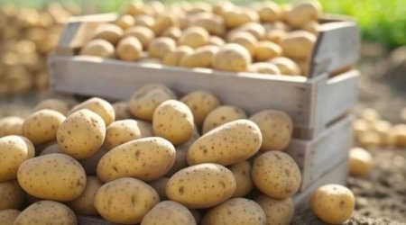 Kartof kəskin BAHALAŞDI &ndash; Yeni QİYMƏTLƏR